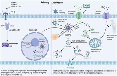 Role of NLRP3 inflammasome in diabetes and COVID-19 role of NLRP3 inflammasome in the pathogenesis and treatment of COVID-19 and diabetes NLRP3 inflammasome in diabetes and COVID-19 intervention